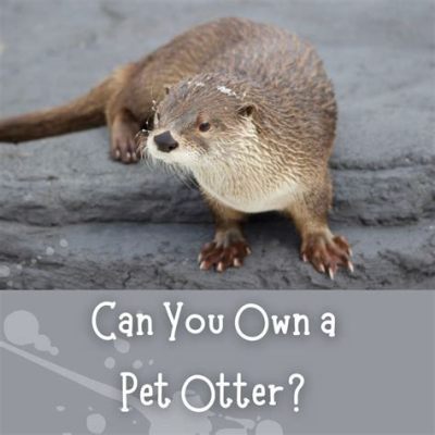 Can You Own an Otter as a Pet?