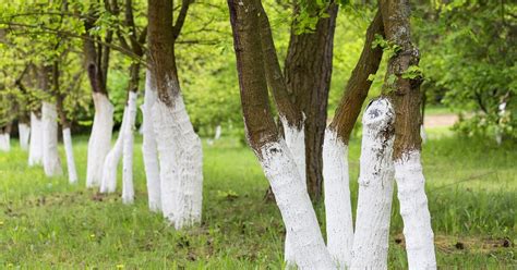 Why Do They Paint Trees White?